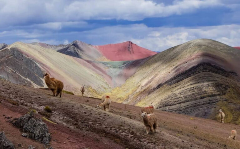 Alpacas pastando frente a la montaña de colores de Palccoyo, parada del tour a los puentes de Checacupe