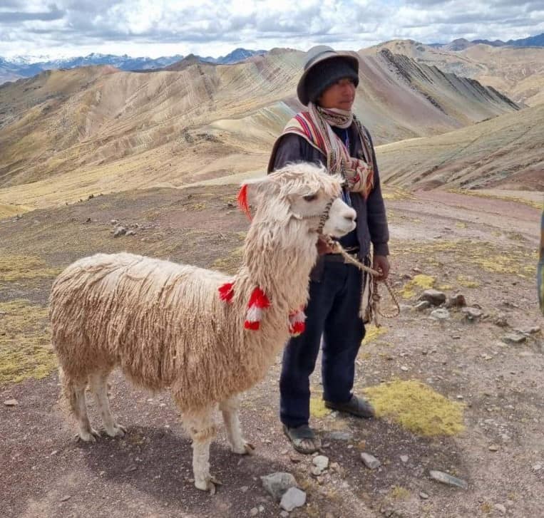 Homem quechua ao lado de uma alpaca nos Andes de Cusco, Peru