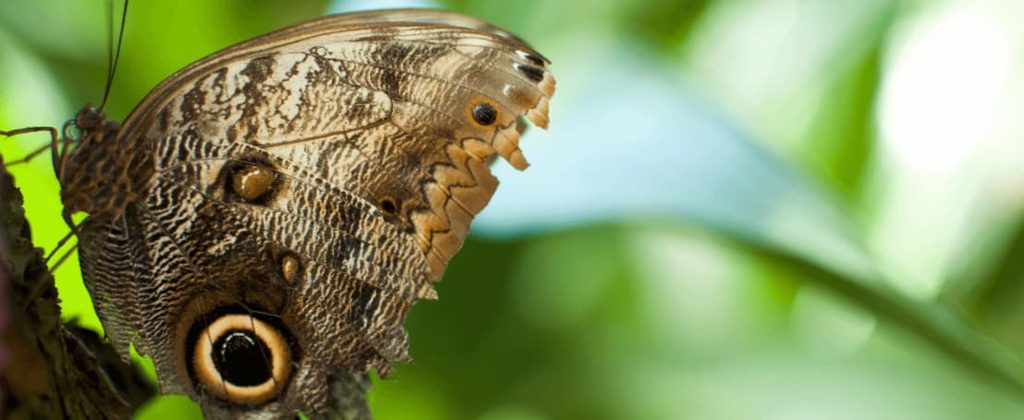 Mariposa búho posada sobre una hoja en el mariposario de Aguas Calientes, Machu Picchu, Perú