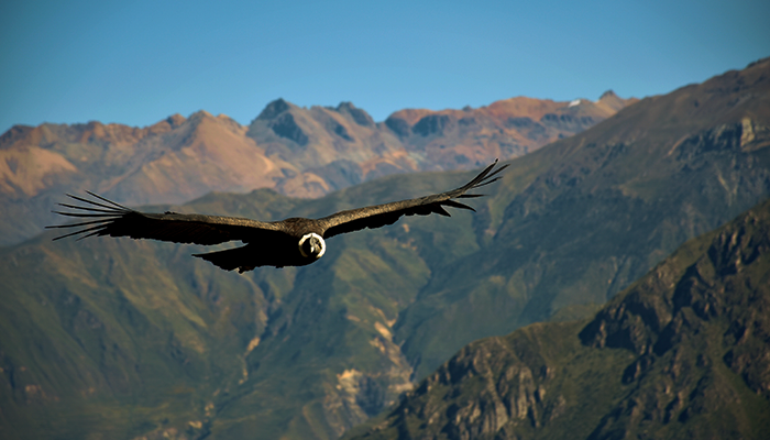ca&ntilde;on de colca