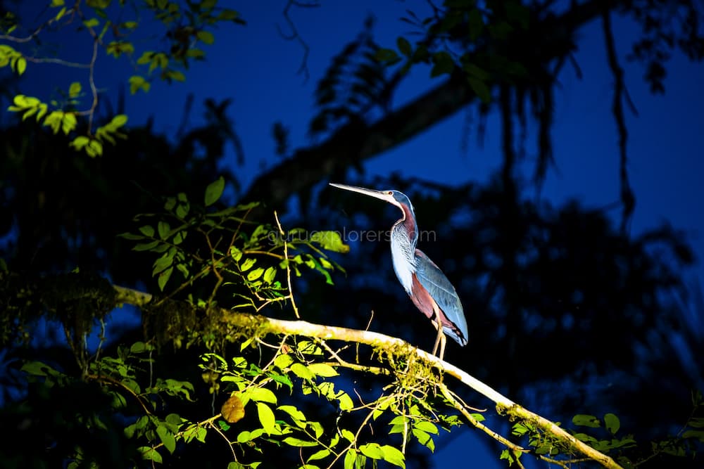 avistamiento de aves en iquitos