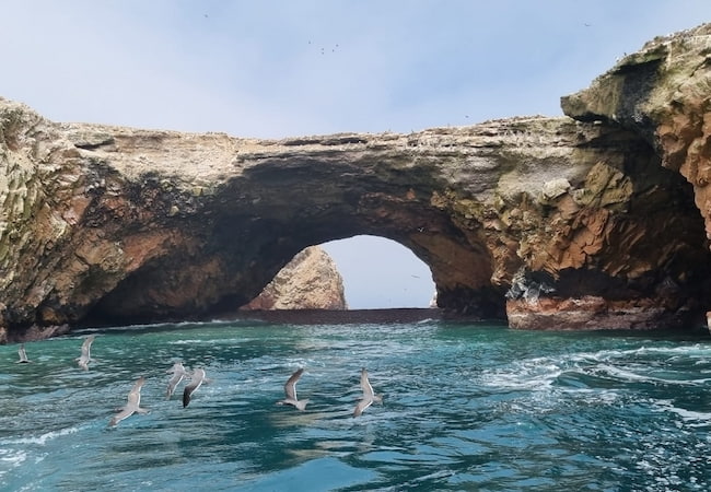 aves volando sobre el mar de paracas