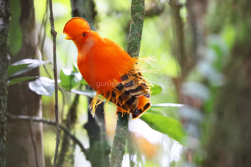 gallito de las rocas en la selva del manu