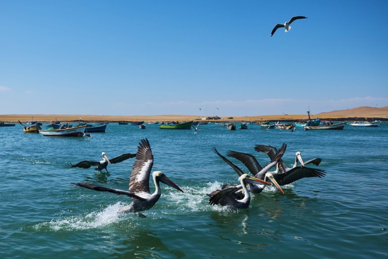 Aves marinas en la Reserva de Paracas, Perú, durante tour de Guru Explorers.