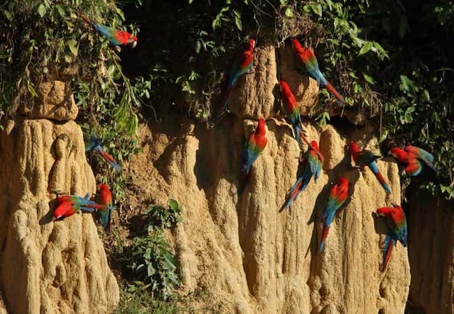 Imágenes de la selva del Parque Nacional del Manu para tu tour en Perú.