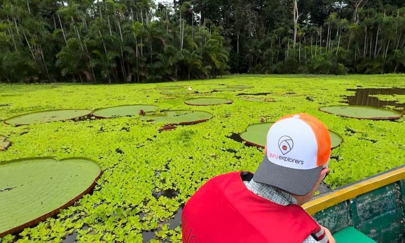Selva peruana: Amazonas, Iquitos, Manu, Tambopata. Tour imperdible.