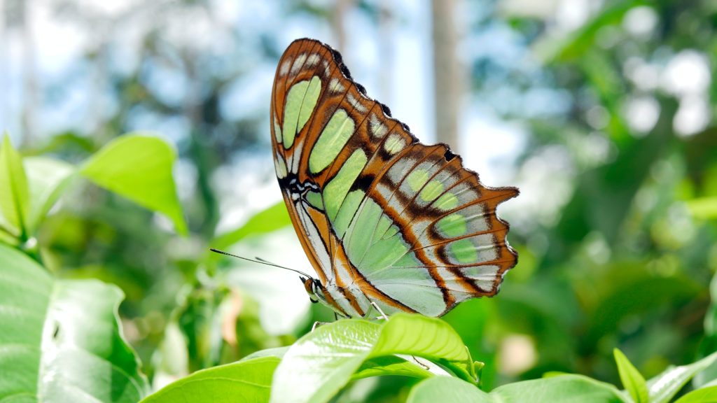 Mariposario de Iquitos, Perú: Excursión en la selva amazónica con Guru Explorers. Tours y paquetes turísticos en la Am...