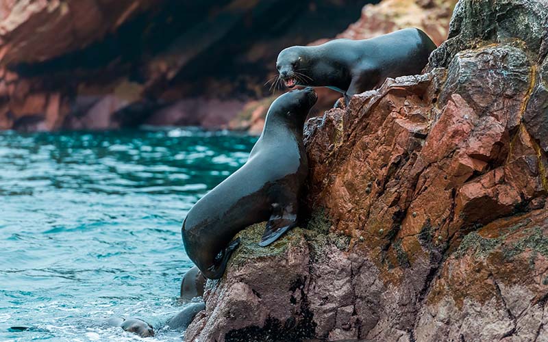 RKsFWm04UijgvNrRuQpcnjZMLvUL6DtwrHM95yzO | Guru Explorers