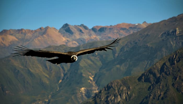 C&oacute;ndor en el ca&ntilde;&oacute;n del Colca
