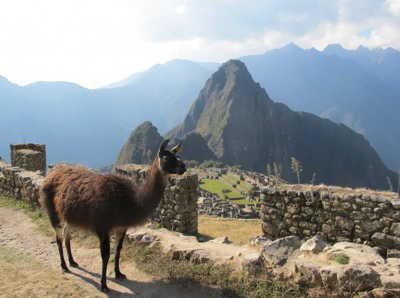 Lhama em frente à cidadela de Machu Picchu e ao Huayna Picchu, destino final da rota desde Cusco
